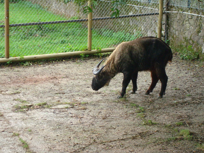 DSC05820 - ZOO PAIGNTON