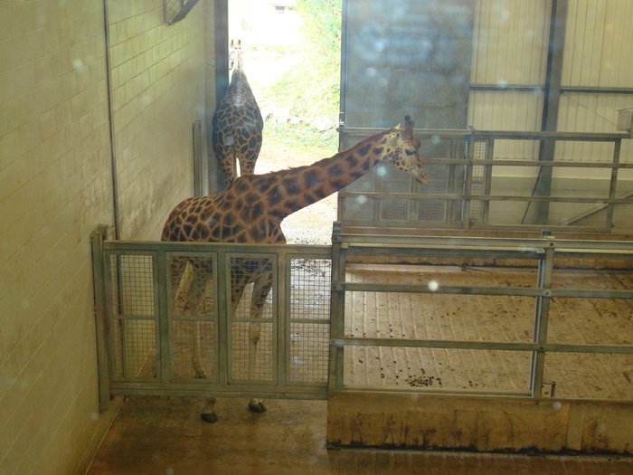 DSC05824 - ZOO PAIGNTON