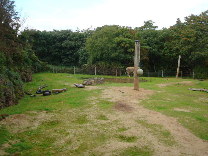 DSC05827 - ZOO PAIGNTON
