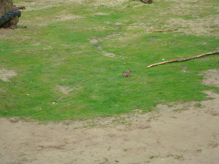DSC05828 - ZOO PAIGNTON