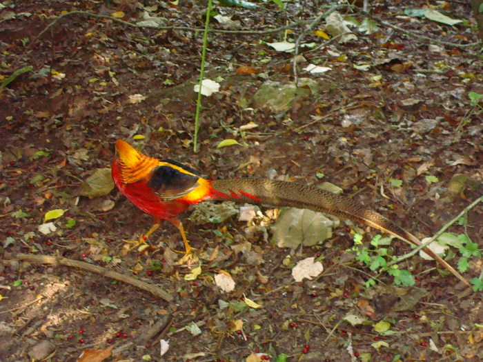 DSC05830 - ZOO PAIGNTON