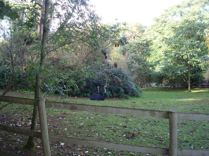 DSC05835 - ZOO PAIGNTON