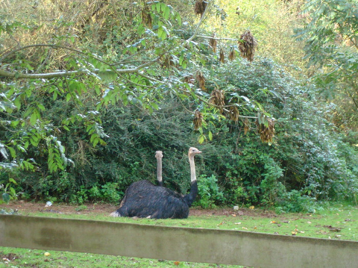 DSC05836 - ZOO PAIGNTON