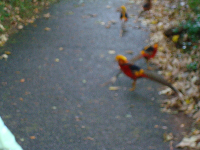 DSC05839 - ZOO PAIGNTON