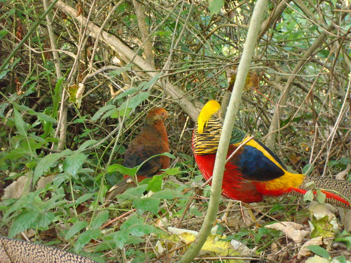 DSC05843 - ZOO PAIGNTON