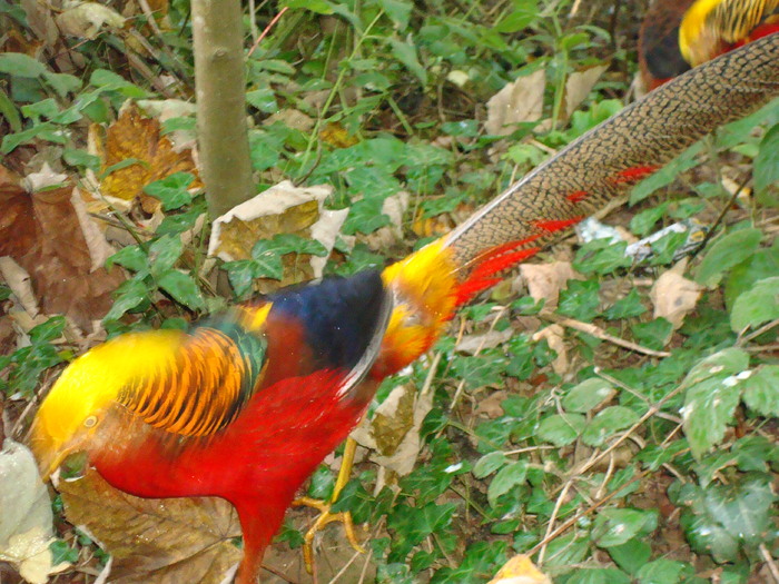 DSC05844 - ZOO PAIGNTON