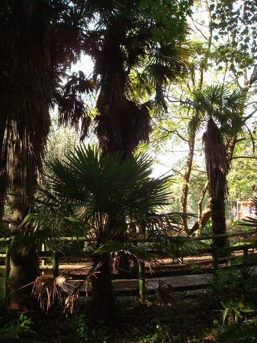 DSC05852 - ZOO PAIGNTON