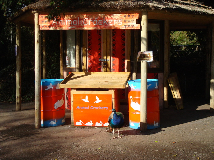 DSC05855 - ZOO PAIGNTON