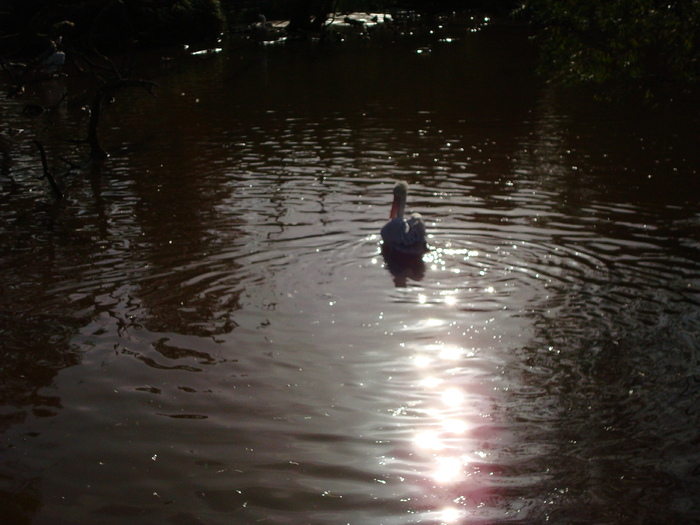 DSC05856 - ZOO PAIGNTON