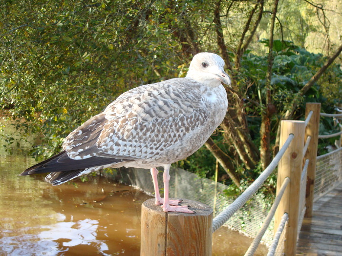 DSC05857 - ZOO PAIGNTON
