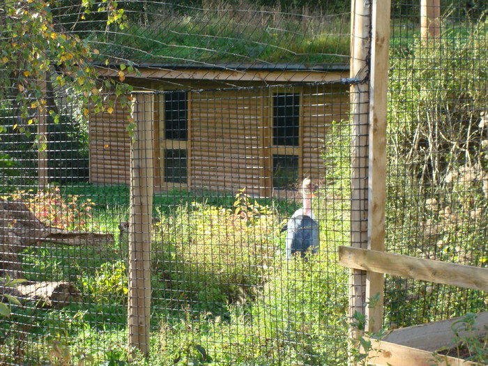 DSC05860 - ZOO PAIGNTON