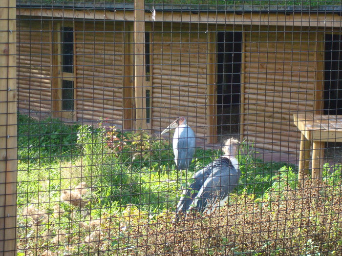DSC05861 - ZOO PAIGNTON