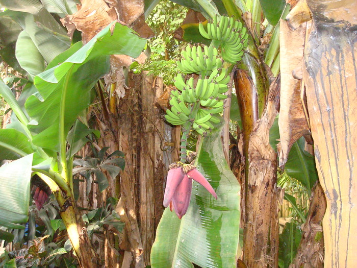DSC05864 - ZOO PAIGNTON