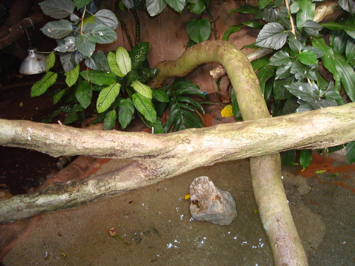 DSC05867 - ZOO PAIGNTON