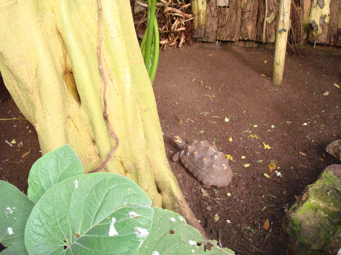 DSC05871 - ZOO PAIGNTON