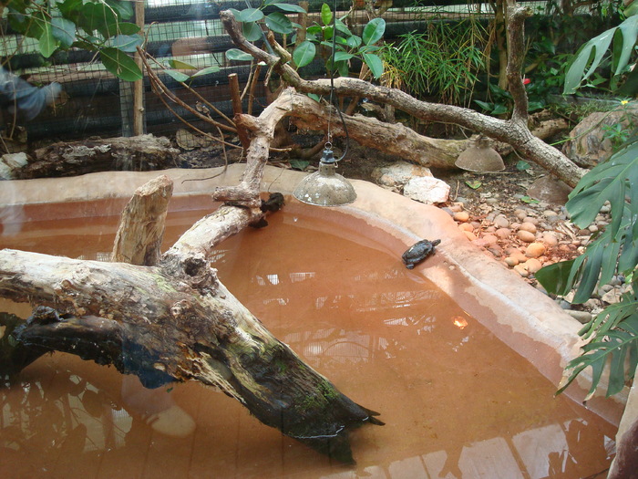 DSC05872 - ZOO PAIGNTON