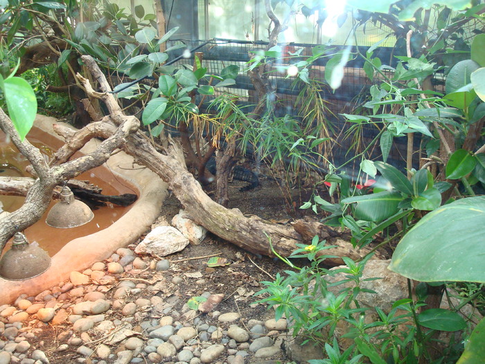 DSC05874 - ZOO PAIGNTON