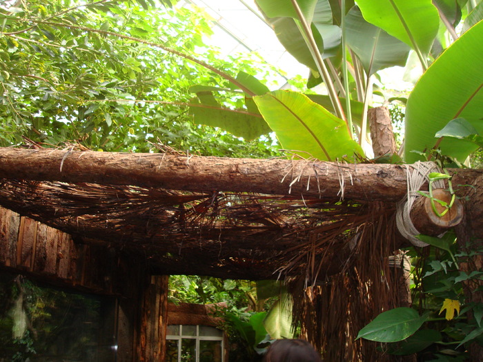 DSC05876 - ZOO PAIGNTON