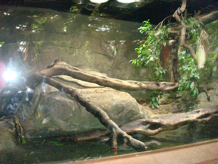 DSC05878 - ZOO PAIGNTON