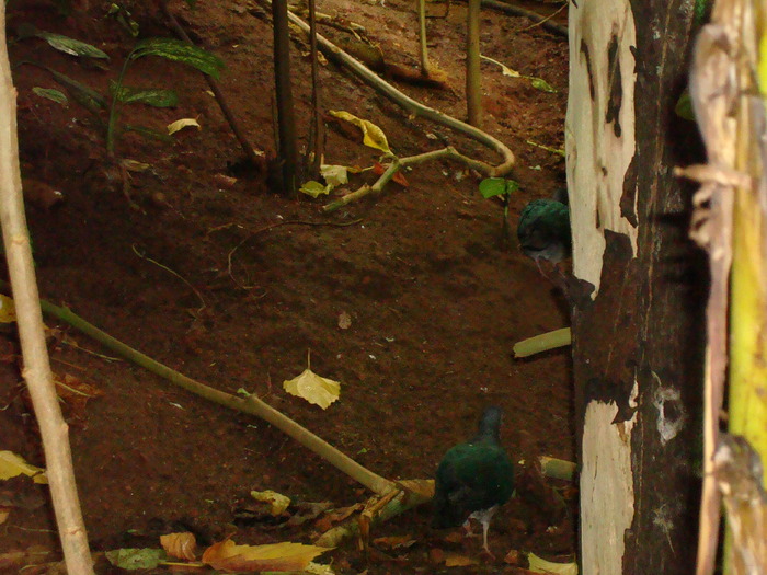 DSC05881 - ZOO PAIGNTON