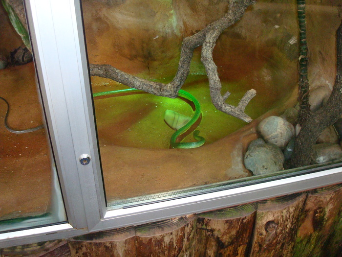 DSC05883 - ZOO PAIGNTON