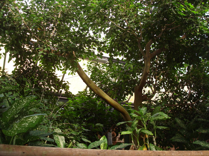 DSC05884 - ZOO PAIGNTON