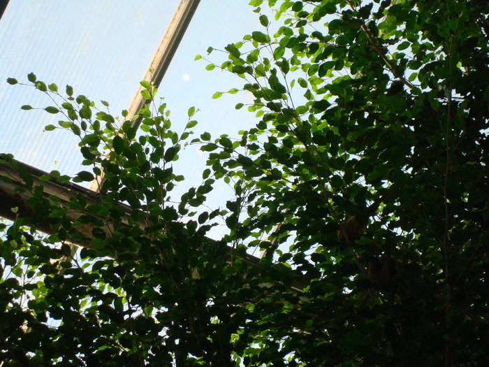 DSC05887 - ZOO PAIGNTON