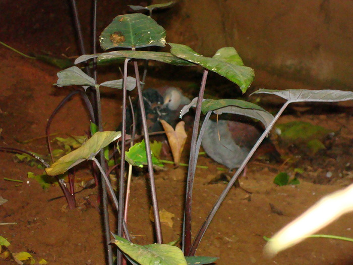 DSC05898 - ZOO PAIGNTON