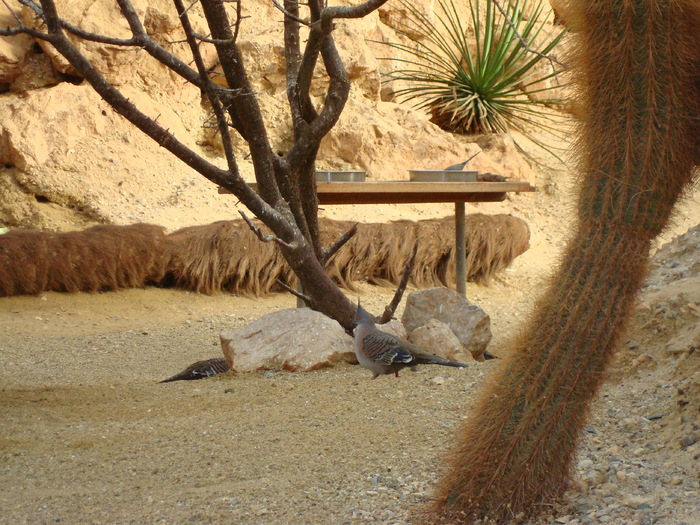 DSC05918 - ZOO PAIGNTON