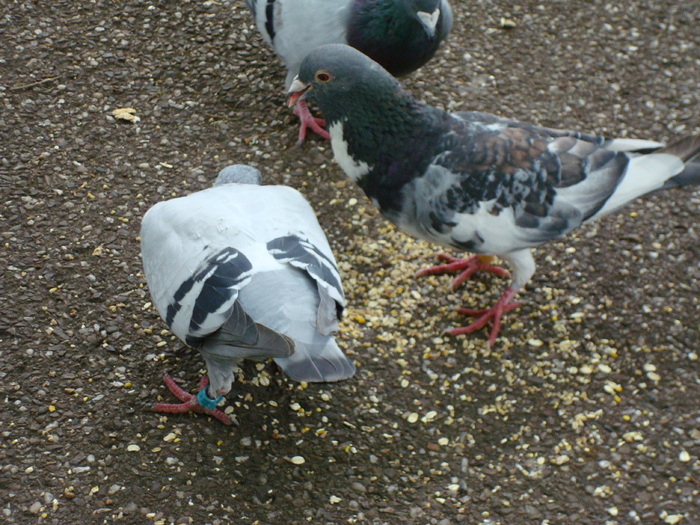 in parcul Manor,Exmouth (25)