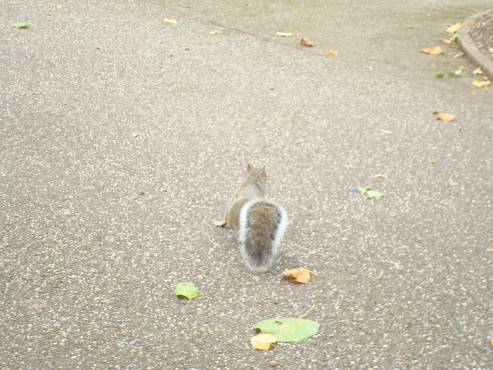 in parcul Manor,Exmouth (35)