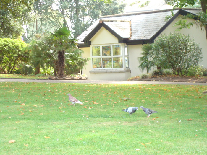 in parcul Manor,Exmouth (37)