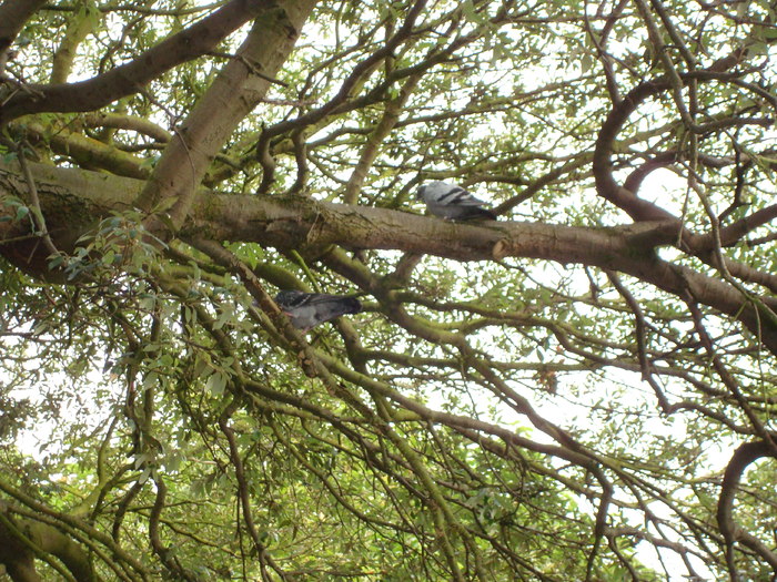 in parcul Manor,Exmouth (38)