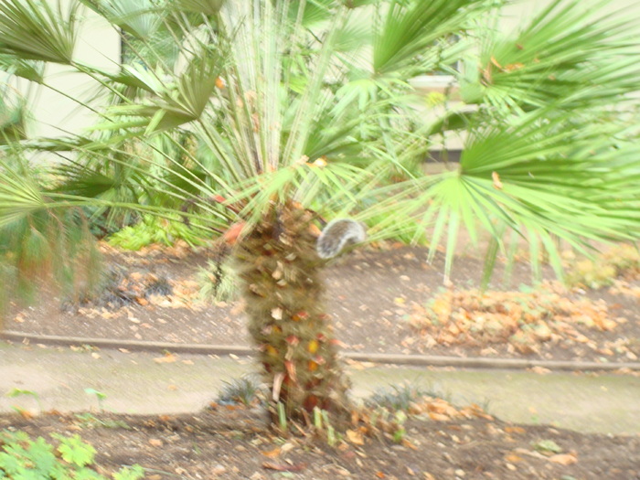 in parcul Manor,Exmouth (39)