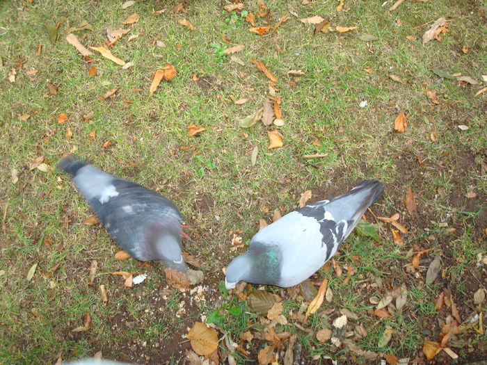 in parcul Manor,Exmouth (40)