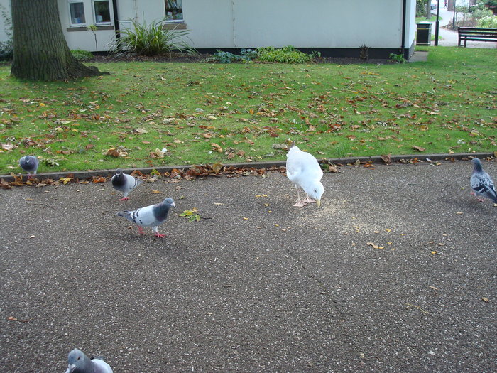 in parcul Manor,Exmouth (49)