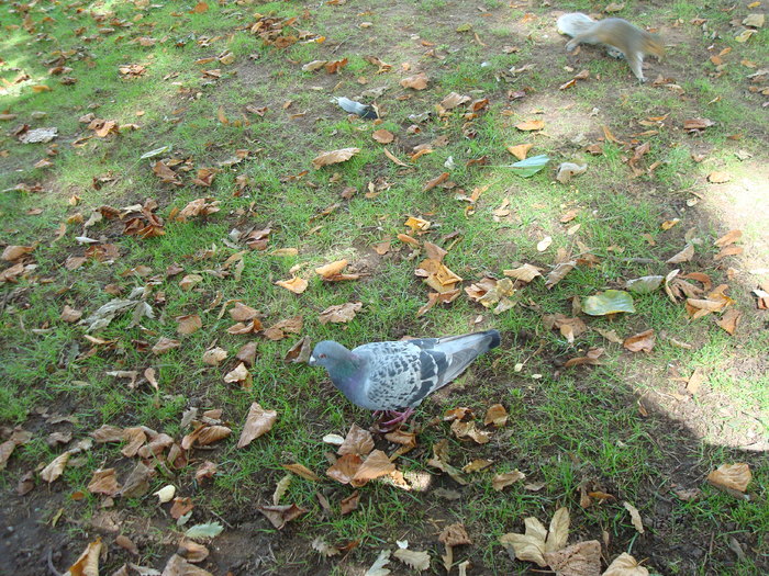 in parcul Manor,Exmouth (50)