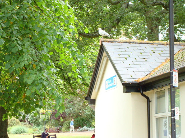 in parcul Manor,Exmouth (54)