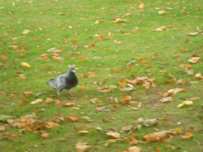 in parcul Manor,Exmouth (58)