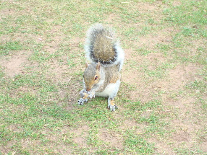 in parcul Manor,Exmouth (60)