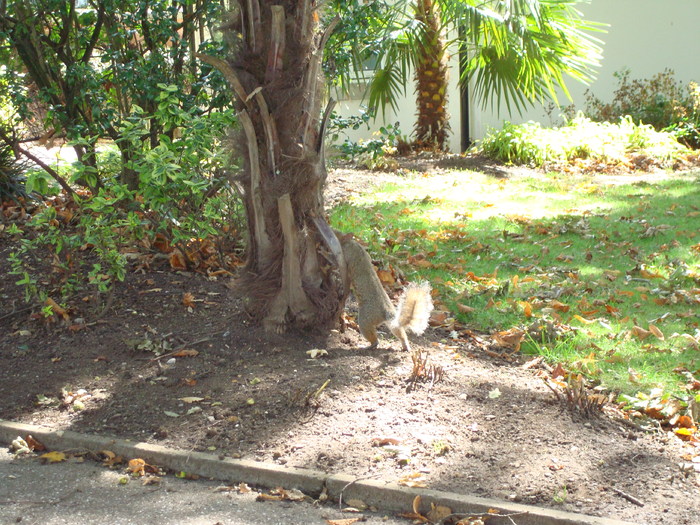 in parcul Manor,Exmouth (68)