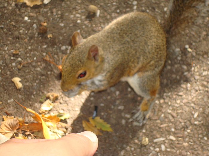 in parcul Manor,Exmouth (69)