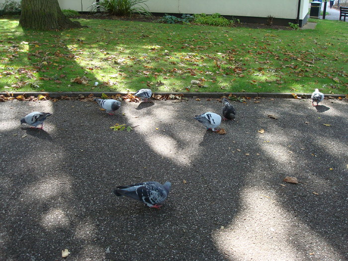 in parcul Manor,Exmouth (73)