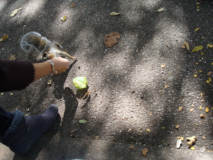 in parcul Manor,Exmouth (74)