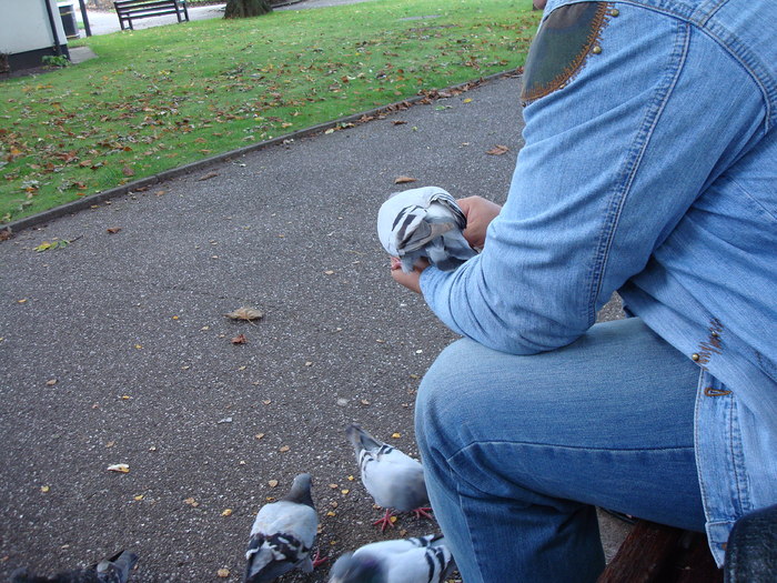 in parcul Manor,Exmouth (75)