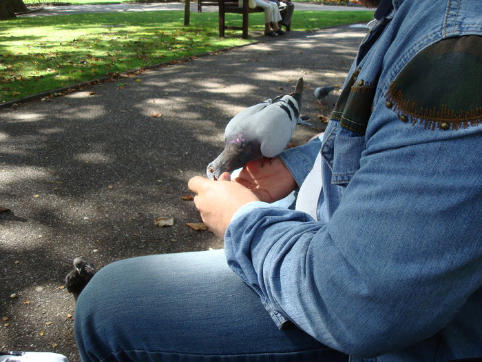 in parcul Manor,Exmouth (76)