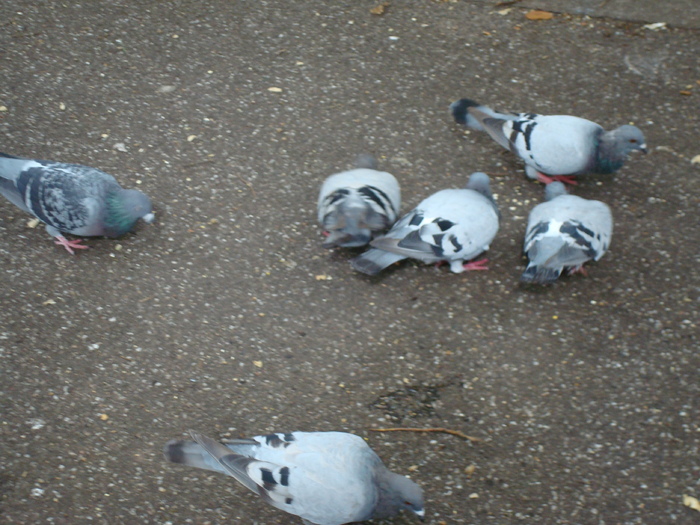 in parcul Manor,Exmouth (80)