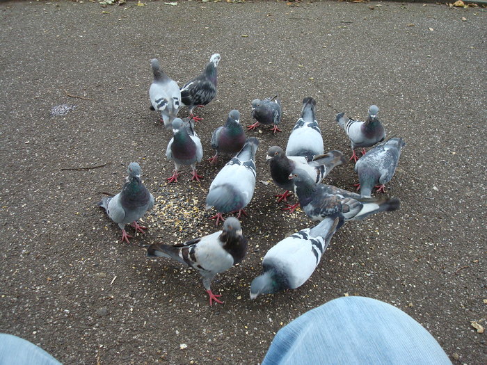 in parcul Manor,Exmouth (82)