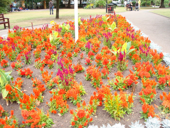 in parcul Manor,Exmouth (84)