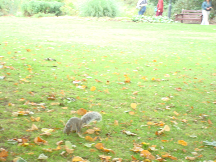 in parcul Manor,Exmouth (86)